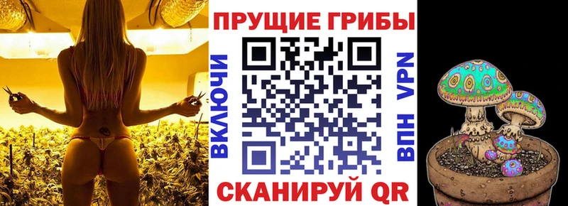 Псилоцибиновые грибы Cubensis  хочу наркоту  Ликино-Дулёво 